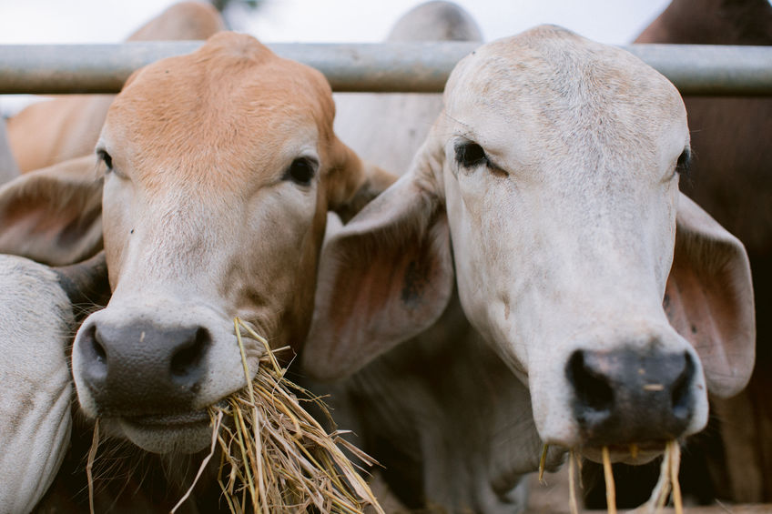Close up of cows in a farm eating grass hay Close up of a bobcat or skid loader